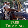 Tree Trimming