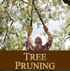 Tree Pruning